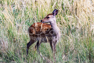 Deer cow in the tall grass