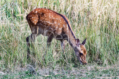 Deer cow in the tall grass