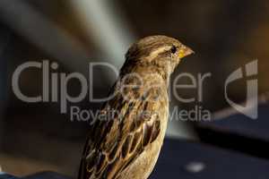 Sparrow in natural environment