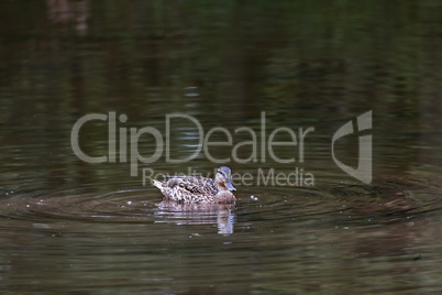 Duck in the water