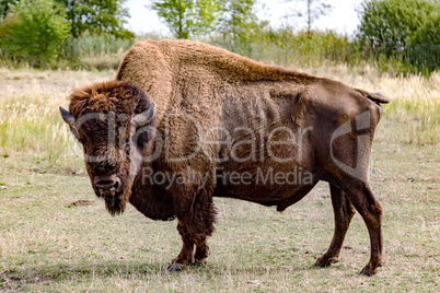 Bison in natural environment