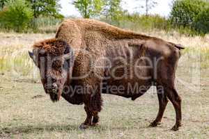 Bison in natural environment