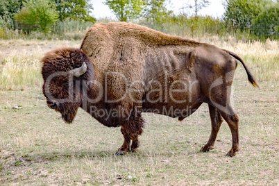 Bison in natural environment