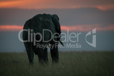 African elephant in long grass at sunset