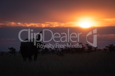 African elephant silhouetted at sunset lifting trunk