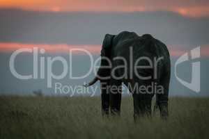African elephant standing in grass at sunset