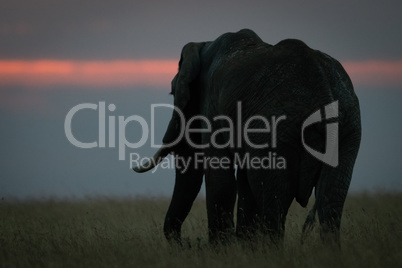 African elephant stands in grass at sunset