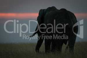 African elephant stands in grass at sunset