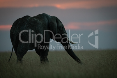 African elephant stretching out trunk at sunset