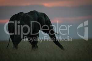 African elephant stretching out trunk at sunset
