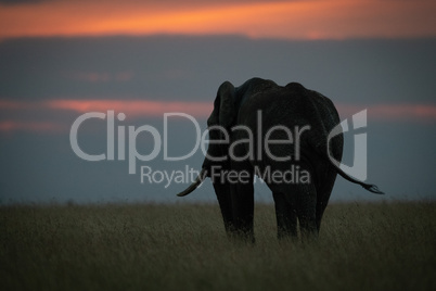 African elephant swishes its tail at sunset