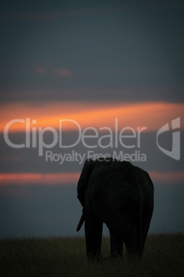 African elephant walking in grass at sunset