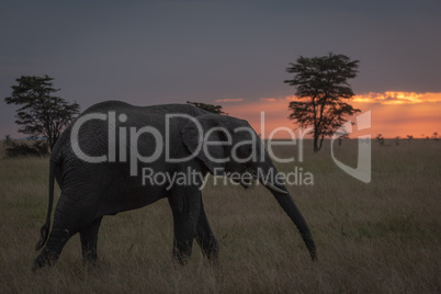 African elephant walks at sunset chewing branch