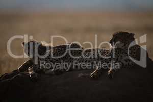 Backlit cheetah and cub lying on mound