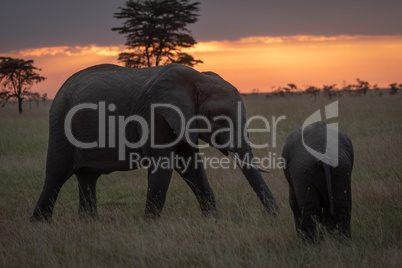 African elephant walks towards calf at sunset