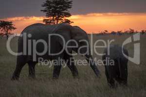 African elephant walks towards calf at sunset