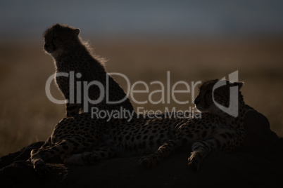 Backlit cheetah and cub silhouetted on mound