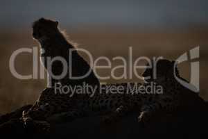 Backlit cheetah and cub silhouetted on mound