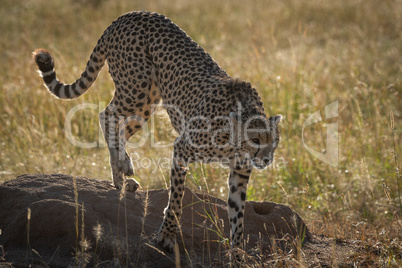 Backlit cheetah climbing down from termite mound
