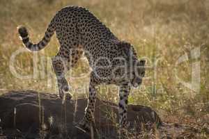 Backlit cheetah climbing down from termite mound
