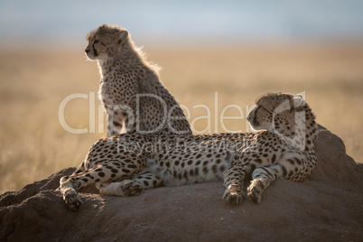Backlit cheetah and cub on termite mound