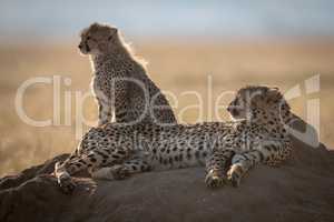 Backlit cheetah and cub on termite mound