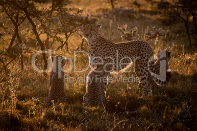 Backlit cheetah guarding three cubs at sunset