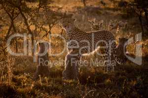 Backlit cheetah guarding three cubs at sunset