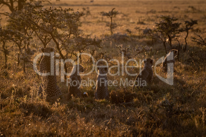 Backlit cheetah guarding four cubs at sundown
