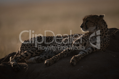 Backlit cheetah lying on mound looking left