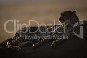 Backlit cheetah lying on mound looking left