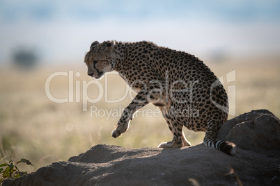 Backlit cheetah lifts paw on termite mound