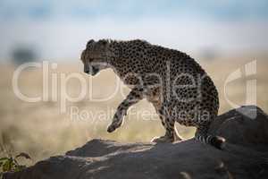 Backlit cheetah lifts paw on termite mound