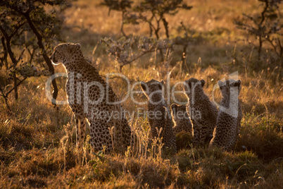 Backlit cheetah sits with family at sunset