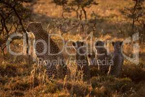 Backlit cheetah sits with family at sunset