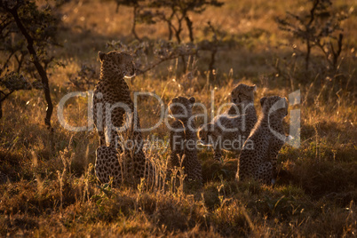 Backlit cheetah sitting with cubs at dusk
