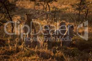 Backlit cheetah sitting with cubs at dusk