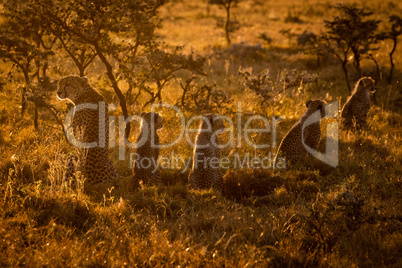 Backlit cheetah sitting with cubs at sunset