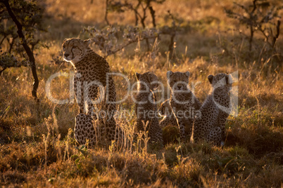Backlit cheetah sitting with family at sunset