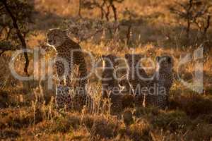 Backlit cheetah sitting with family at sunset
