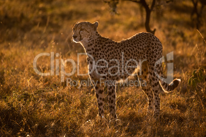 Backlit cheetah standing in grass at sunset