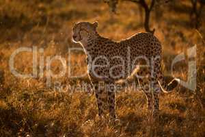 Backlit cheetah standing in grass at sunset