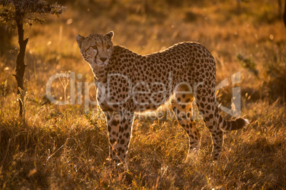 Backlit cheetah stands in savannah at sunset