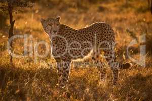 Backlit cheetah stands in savannah at sunset