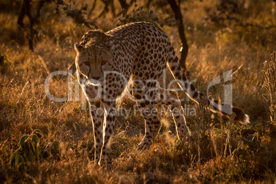 Backlit cheetah turning towards camera at sunset
