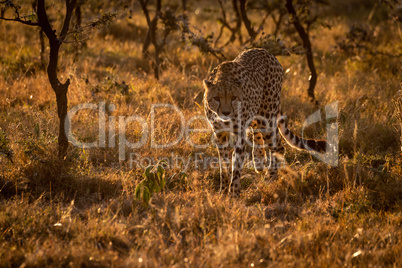 Backlit cheetah walking towards camera at sunset