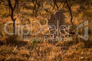 Backlit cheetah walking towards camera at sunset