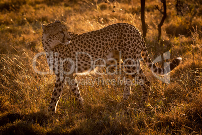 Backlit cheetah walks in grass looking back