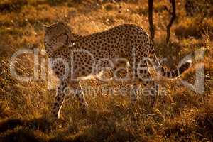 Backlit cheetah walks in grass looking back