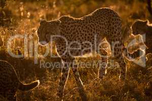 Backlit cheetah walks with cubs at sunset